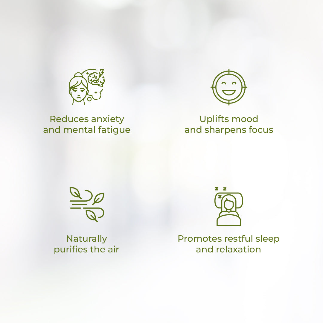 Four minimal green line icons represent the wellness benefits of the JiViSa Himalayan Lemongrass soy wax candle: "Reduces anxiety and mental fatigue," "Uplifts mood and sharpens focus," "Naturally purifies the air," and "Promotes restful sleep and relaxation."