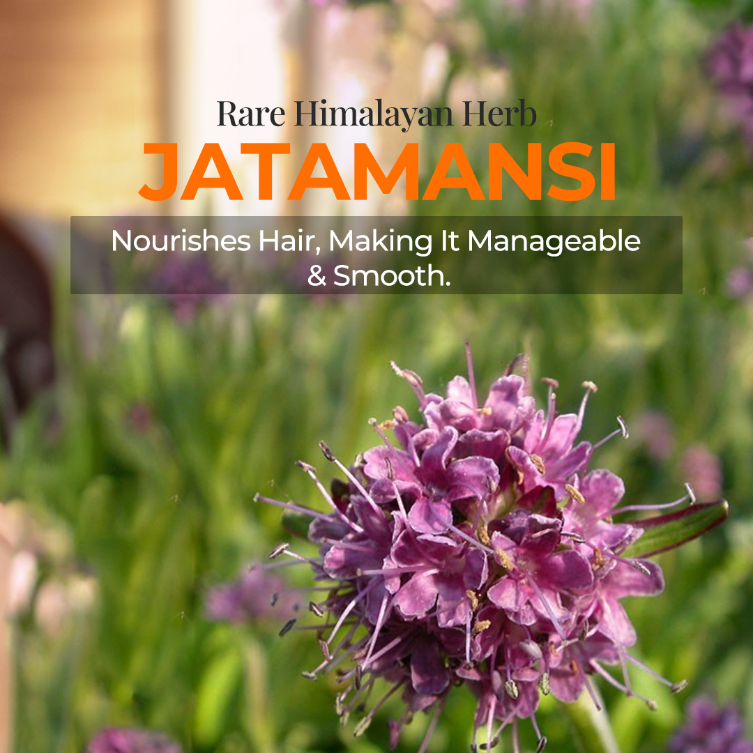 Image highlights a specific, key ingredient: JATAMANSI. The text clearly identifies it as a "Rare Himalayan Herb" and explains its direct benefit to hair: Nourishes Hair, Making It Manageable & Smooth. The background of the image is a blurred visual of Jatamansi garden.