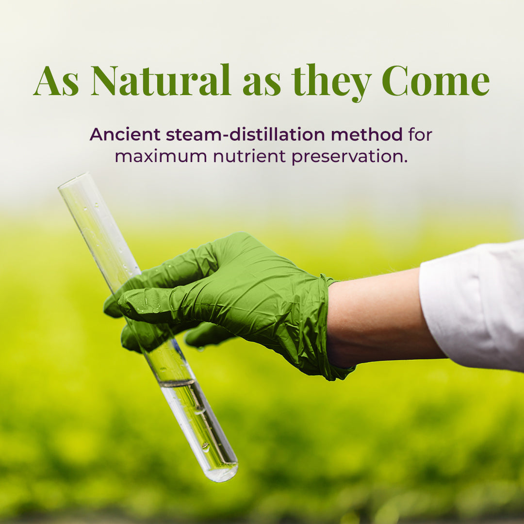 Gloved hand holding test tube with text about ancient steam-distillation method for nutrient preservation.