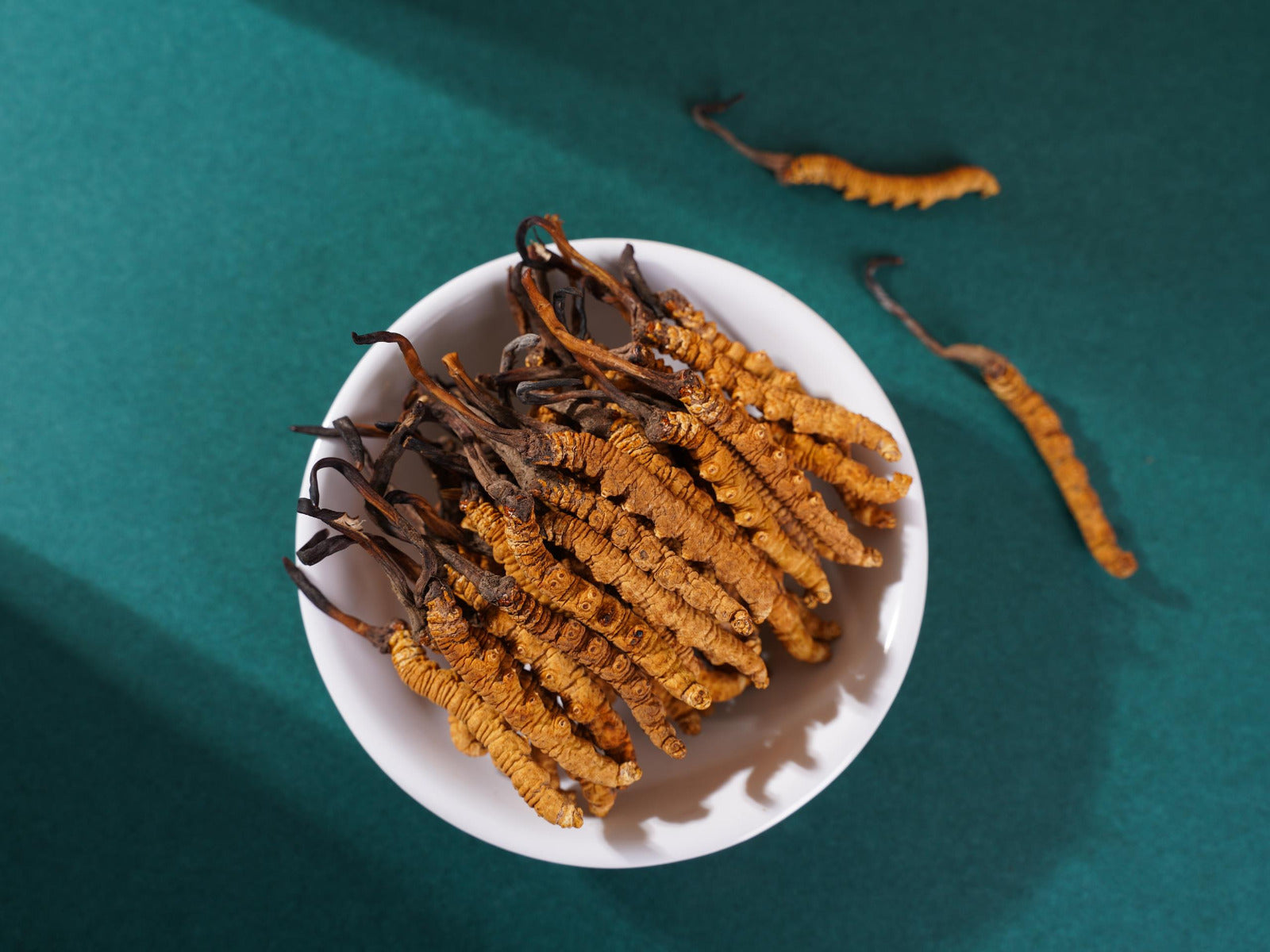 A fungus that is the solution to almost all your problems, it does exist!