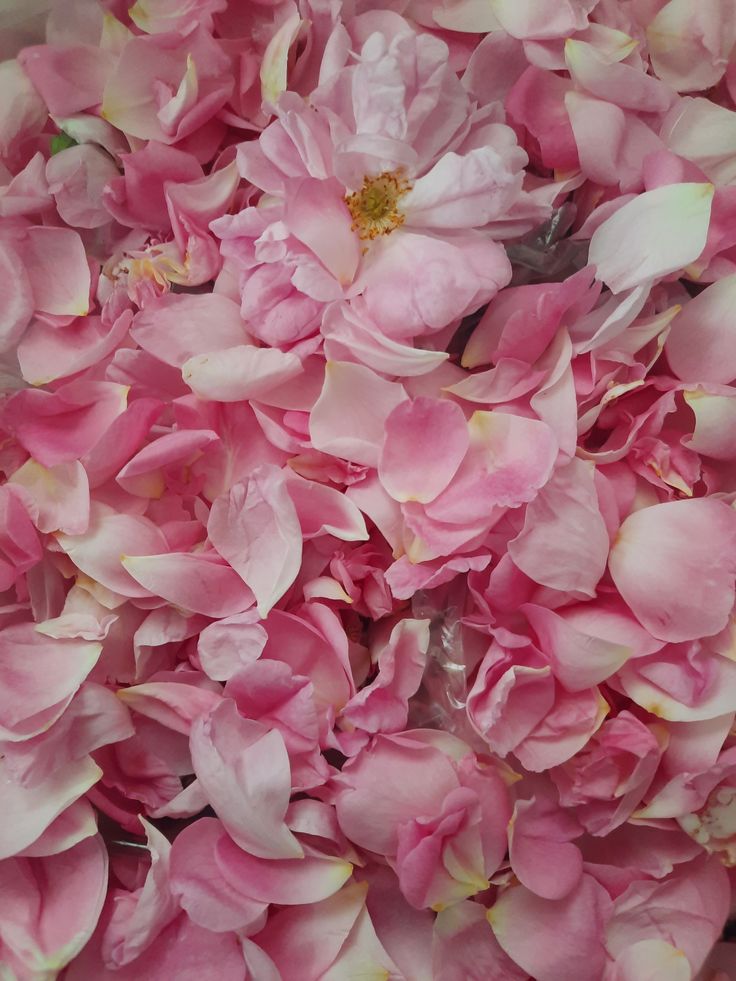 Damask Rose (Rosa Damascena)