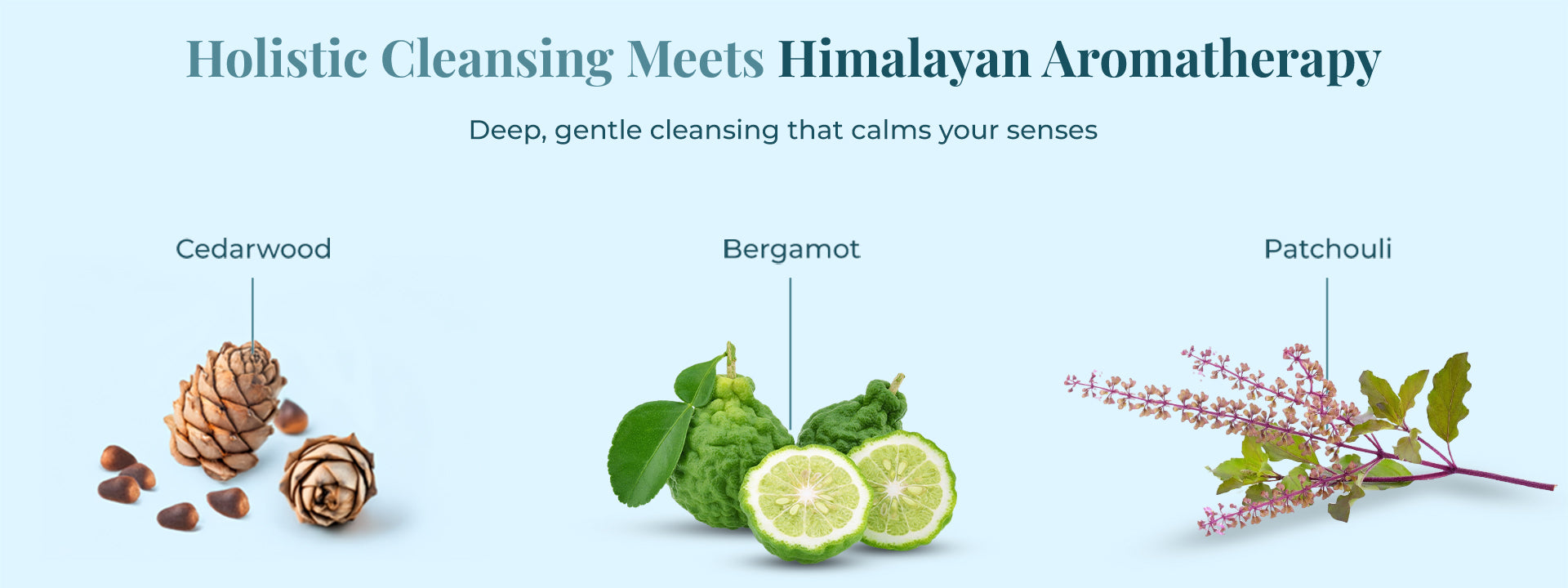 Image representing JiViSa-Aranya Zen Body Cleanser ingredients with tagline "Holistic Cleansing Meets Himalayan Aromatherapy ". Visual elements include Cedarwood cones, Bergamot fruits with leaves, and Patchouli sprigs, highlighting their benefits, it Deep, gentle cleansing that calms your senses.