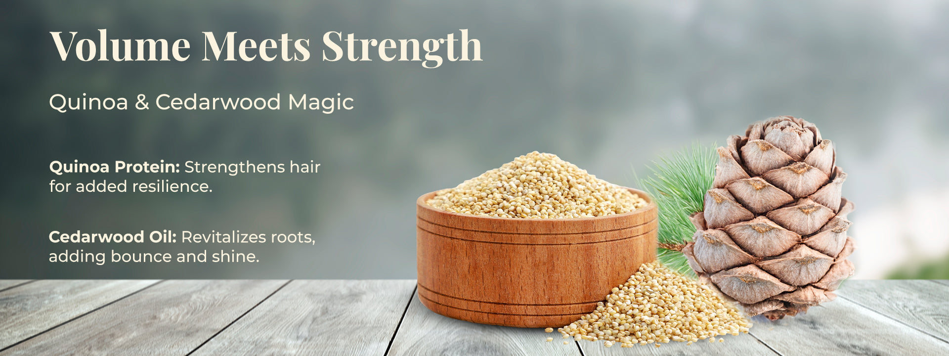 A background of soft-focus forest imagery with a wooden bowl full of quinoa grains and a cedarwood pinecone. The text on the image reads: Volume Meets Strength – Quinoa & Cedarwood Magic. Quinoa Protein: Strengthens hair for added resilience. Cedarwood Oil: Revitalizes roots, adding bounce and shine. This image highlights the natural strengthening and revitalizing properties of JiViSa Aranya Boost Hair Cleanser, featuring quinoa protein and cedarwood oil.