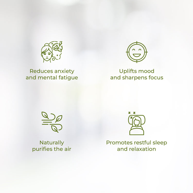 Four minimal green line icons represent the wellness benefits of the JiViSa Himalayan Lemongrass soy wax candle: "Reduces anxiety and mental fatigue," "Uplifts mood and sharpens focus," "Naturally purifies the air," and "Promotes restful sleep and relaxation."