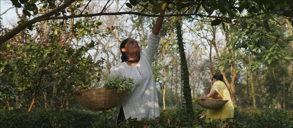 Women hand-harvesting Himalayan herbs in the forest – JiViSa's sustainable sourcing practice