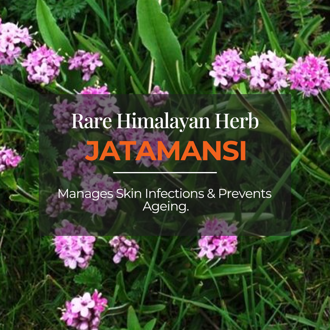 A close up image of jatamansi flower and text highlighted That rare himalayan herb "Jatamansi" and decribed as Manages skin Infections And Prevents Ageing.  