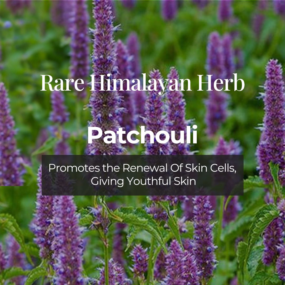 Close image of patchouli flowers and text highlighted as Rare Himalayan Herb " Patchouli" described as Promotes the renewal of skin cells, giving youth skin