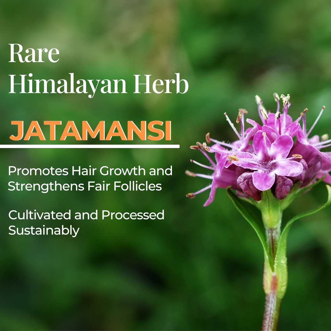 The image features a close-up of the Jatamansi herb with pink-purple flowers and green foliage in the background. Text on the image reads "Rare Himalayan Herb Jatamansi" and lists its benefits: "Promotes Hair Growth and Strengthens Hair Follicles," and mentions it is "Cultivated and Processed Sustainably."