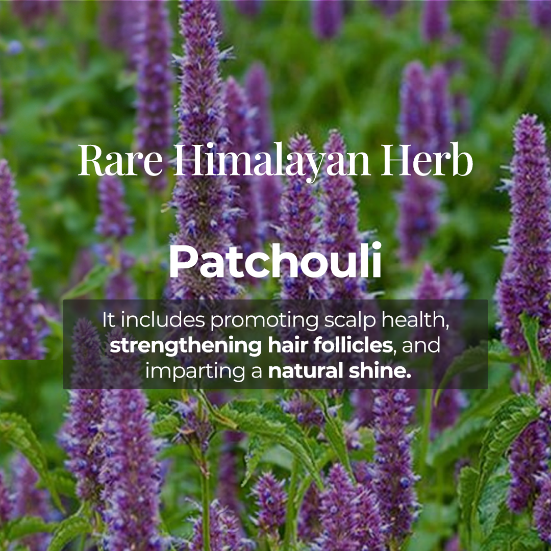 Image of Patchouli plants in a field with text overlay: 'Rare Himalayan Herb Patchouli. It promotes scalp health, strengthens hair follicles, and imparts a natural shine'. Featured as a key ingredient in JiViSa Aranya Boost Hair Cleanser.